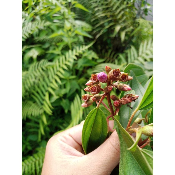 

Buah harendong senggani 50 gram