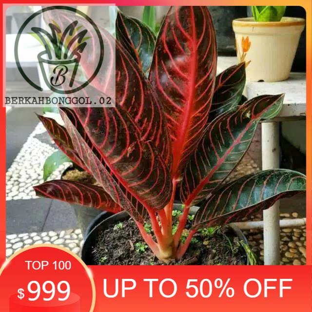 red Sumatra/ aglonema pride of sumatra/fried of  / bonggol POS / pride of sumatra