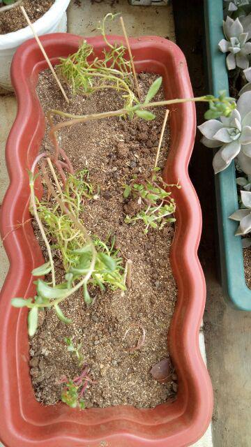 Tanaman Portulaca Krokot Yellow # 103