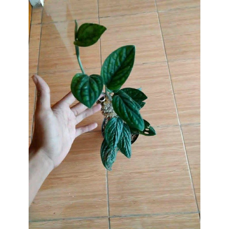 Tanaman Sirih Badak / Sirih Badak