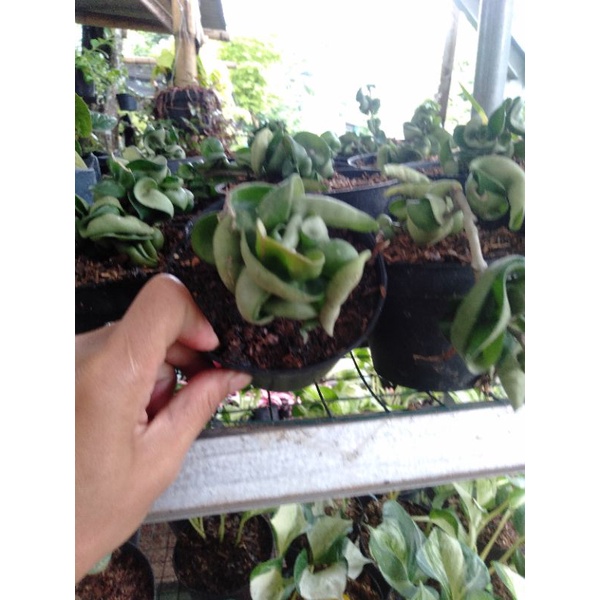 tanaman hias Hoya compacta curly-hoya carnosa-tanaman ikel-tanaman hias gantung