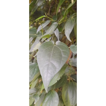 

Daun kemukus segar atou daun kemukus segar petik langsung per 300grm