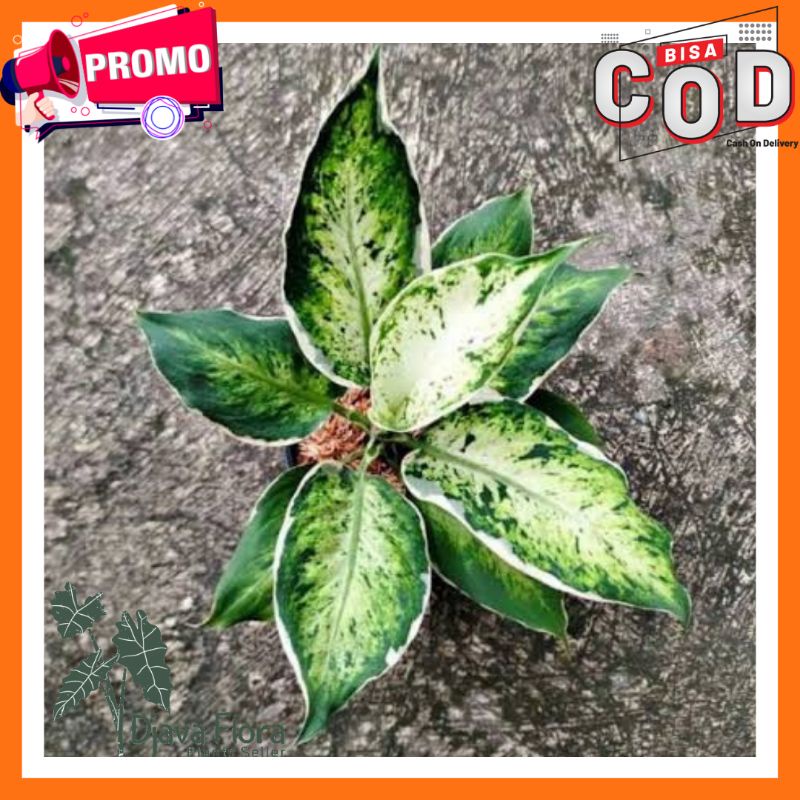 Tanaman Hias Diven Lukisan Cinta / DIVEN LUKISAN CINTA BISA COD