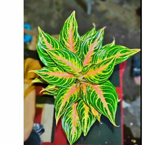 aglonema pink sunset anakan tanaman hias