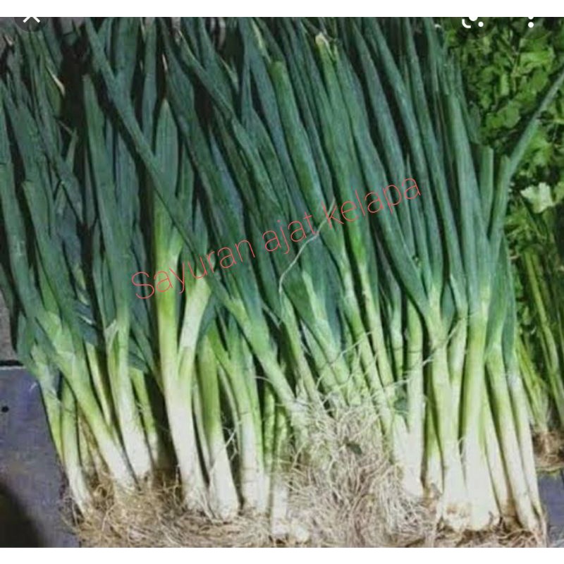 

Daun bawang fresh 250grm