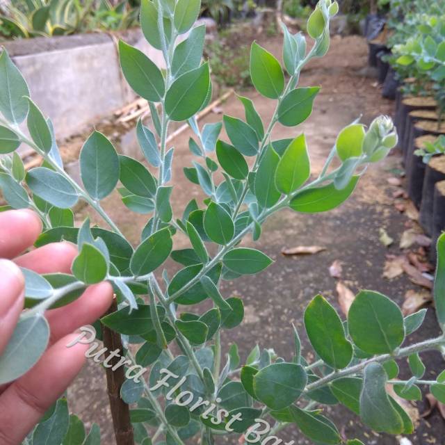 Bibit Tanaman Silver Dollar