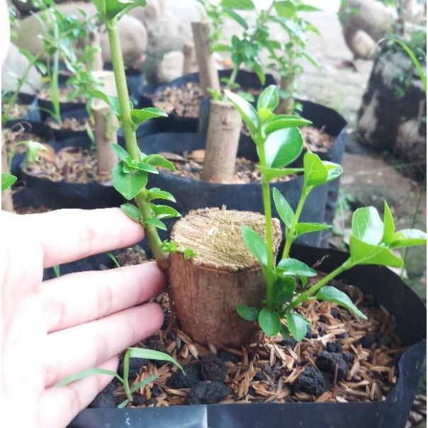 bibit sancang bahan bonsai sancang stekan sancang stek bibit sancang sancang program sudah berakar
