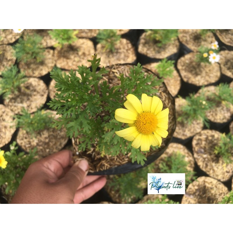 tanaman hias bunga  kenikir kuning