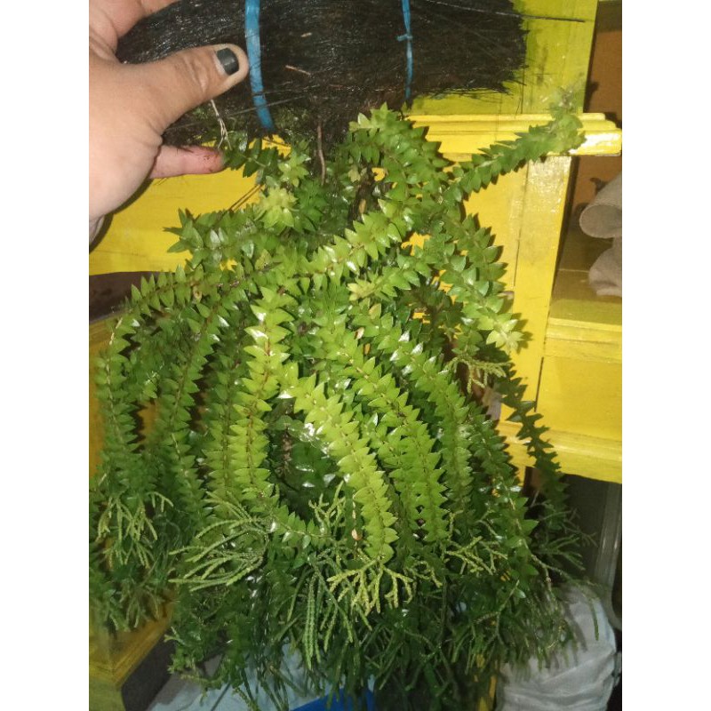 tanam hias murah kumpay