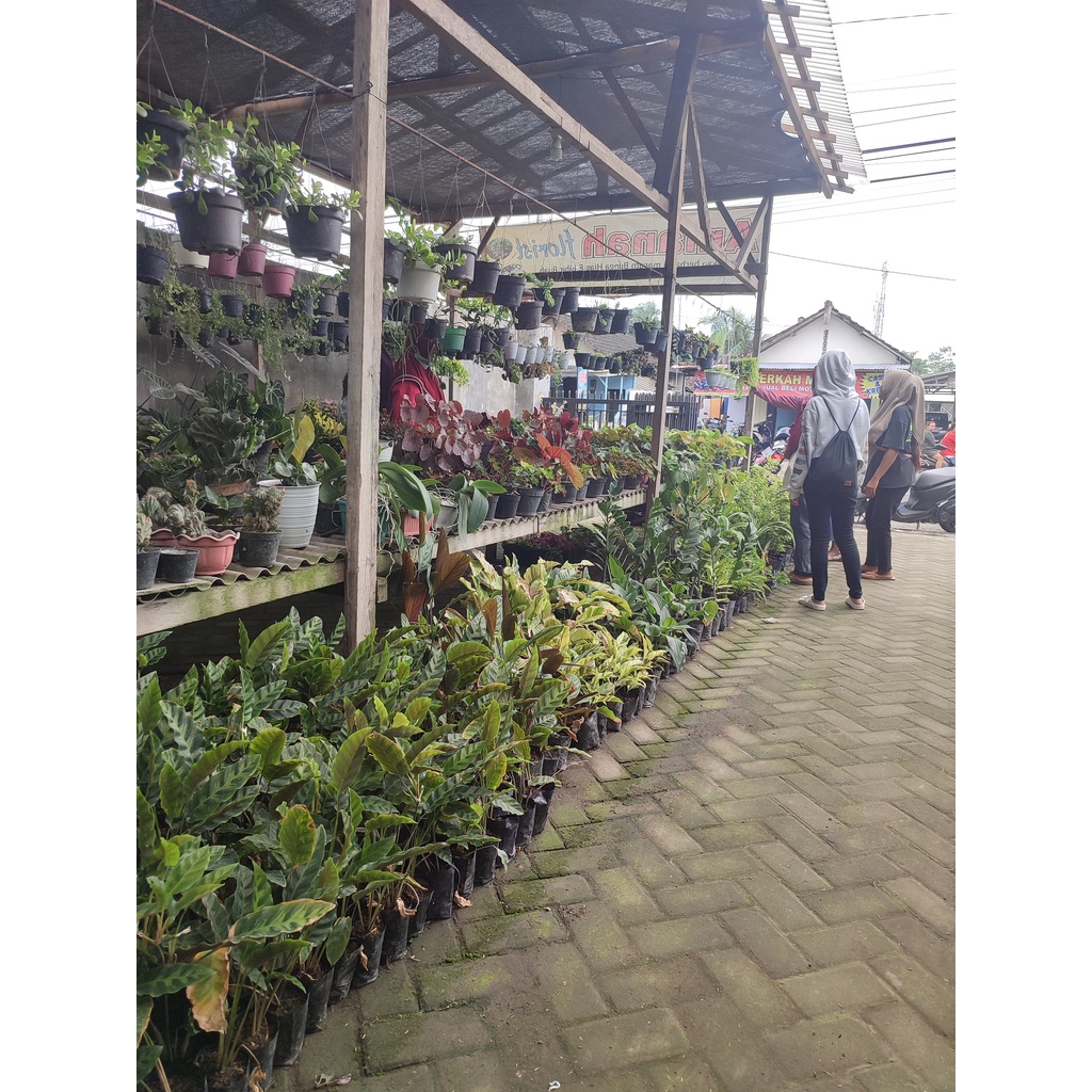 Media Tanam Akar Pakis Cacah Baik Untuk Tanaman Media Tanam Pakis Cacah Fermentasi