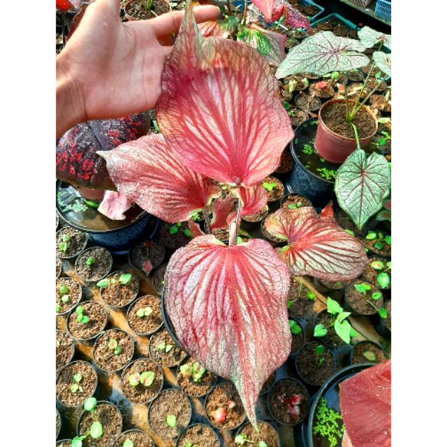 Garuda Merah Caladium Keladi Kaladi Caladium Import Thailand Talas Lompong Tanaman Hias Bunga Shopee Indonesia