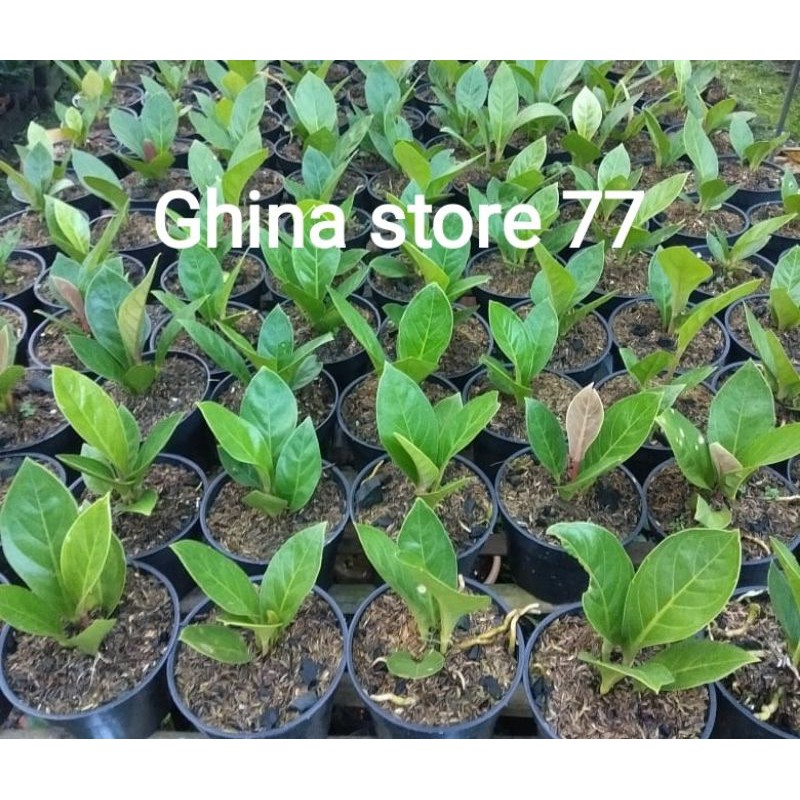 Anthurium Jemani Cobra / Anthurium Jemani Kol