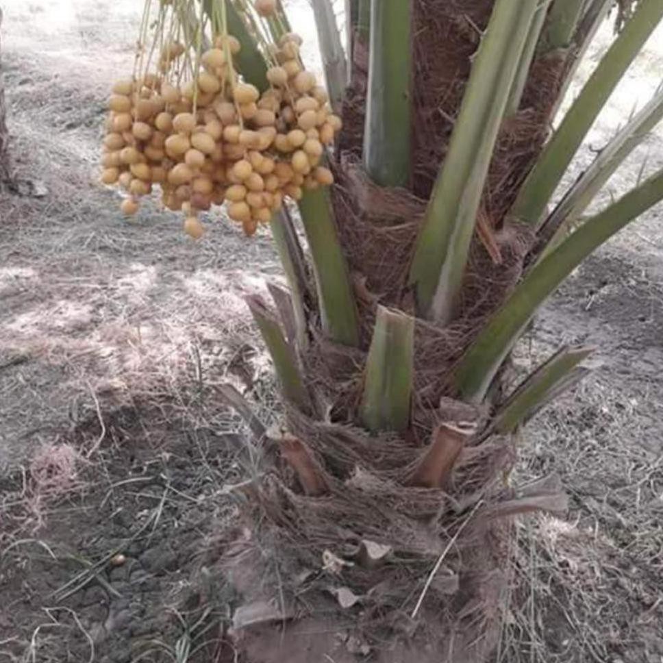 R*O Promo Bibit Buah Kurma Tropis Siap Tanam Bibit Berkwalitas Bibit Tanaman dm&