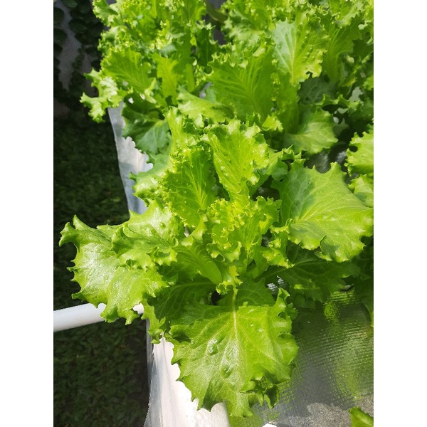 

Sayur Selada Hijau Keriting Segar Hidoponik per Pack