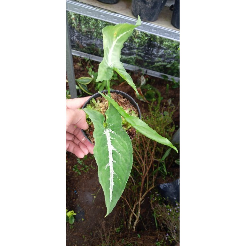 syngonium wendlandii