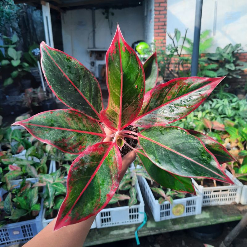 Aglonema Lipstik Siam Aurora Tanaman Hias Siam Aurora Aglonema Murah