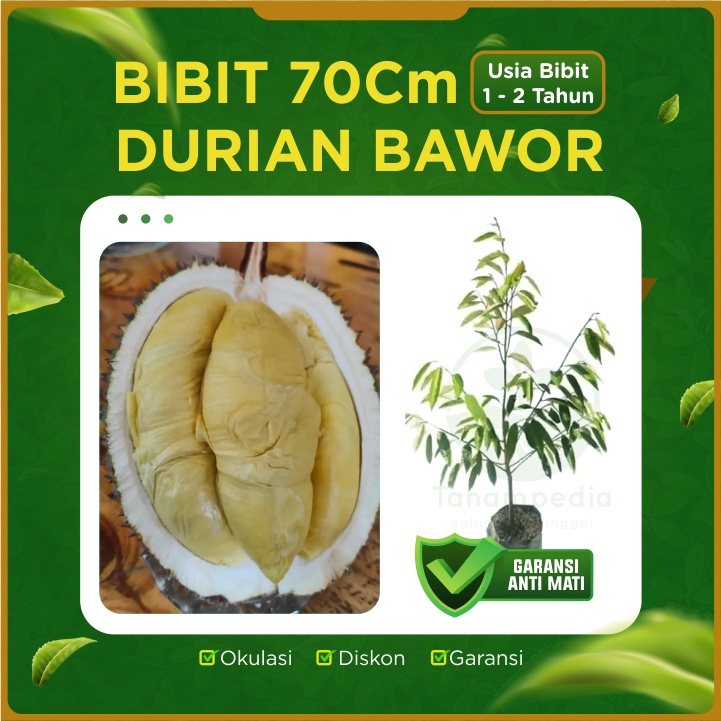 Biji Durian Bawor / Entres Durian Bawor / Bibit Durian Bawor Besar 70cm Usia 1 - 2 Tahun