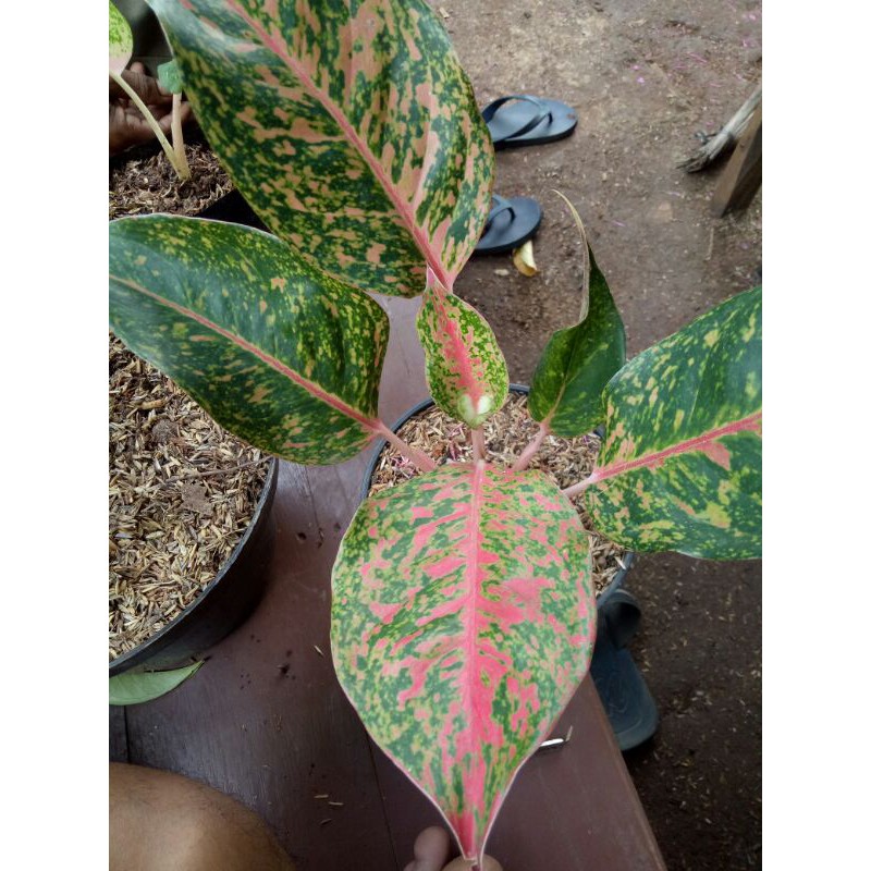 Tanaman Aglonema widuri-Bibit aglonema widuri-aglonema widuri-pohon aglonema widuri-indukan widuri