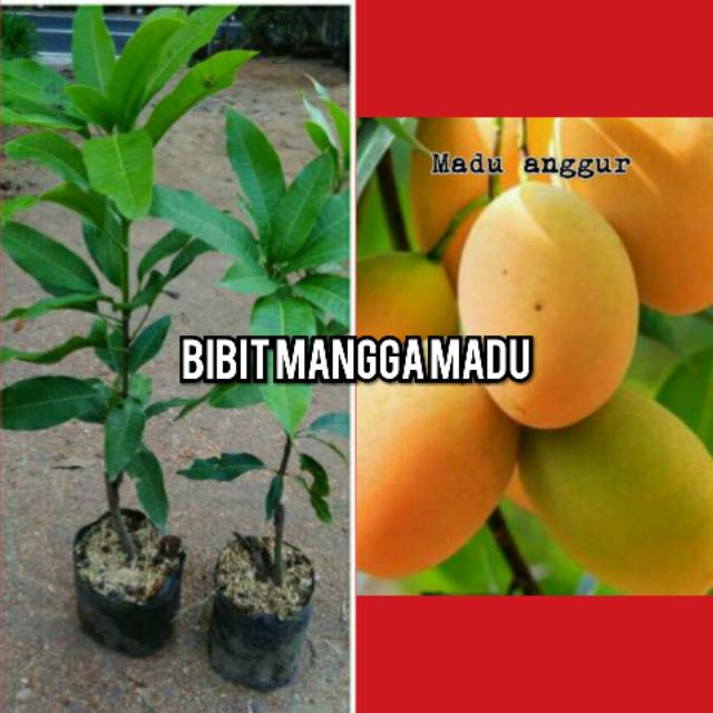 Bibit buah mangga madu
