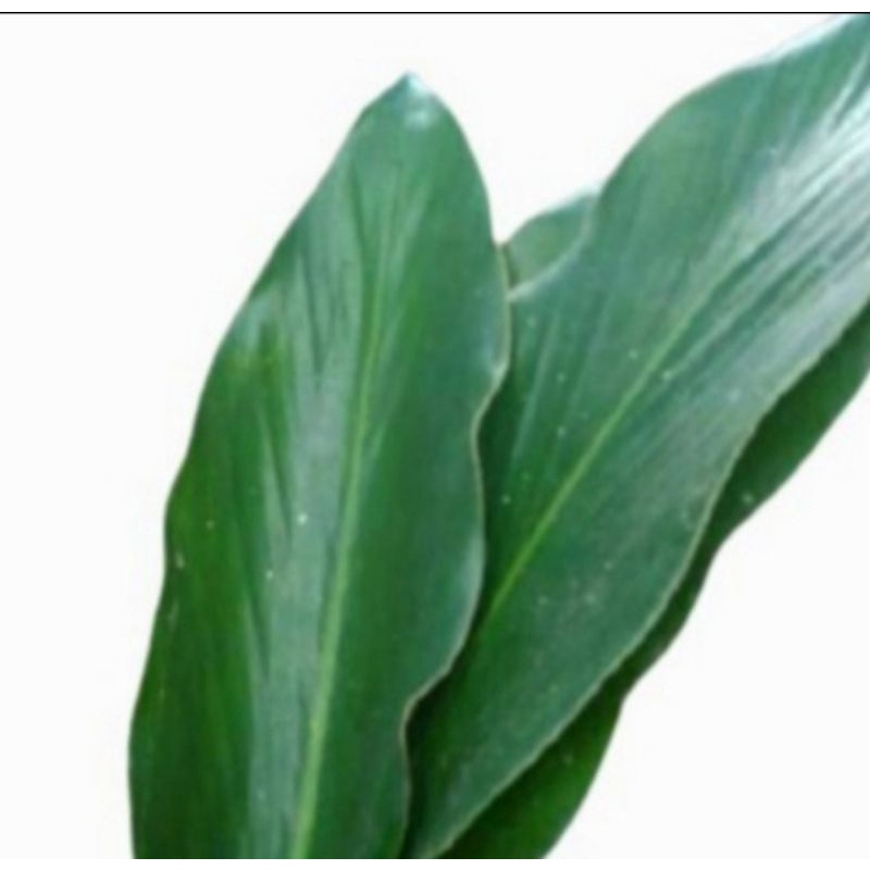 

Daun Kapol Segar obat herbal alami per 500 gram