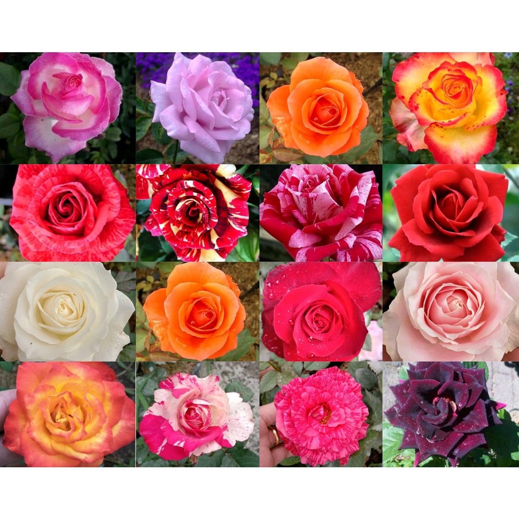 Bunga Mawar Holand Bibit Bunga Mawar Tanaman Bunga Mawar