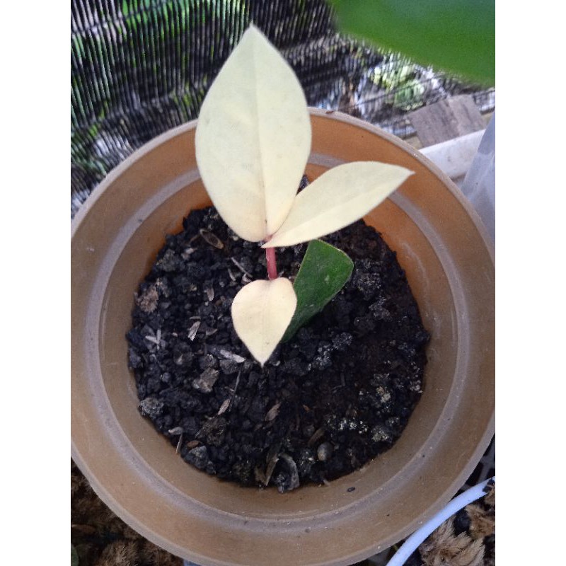 zamia varigata