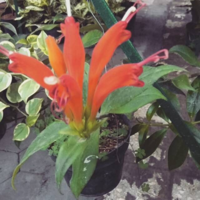 tanaman hias lipstik gantung orange