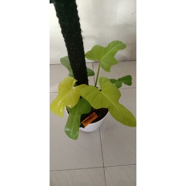 Philodendron Violin Golden