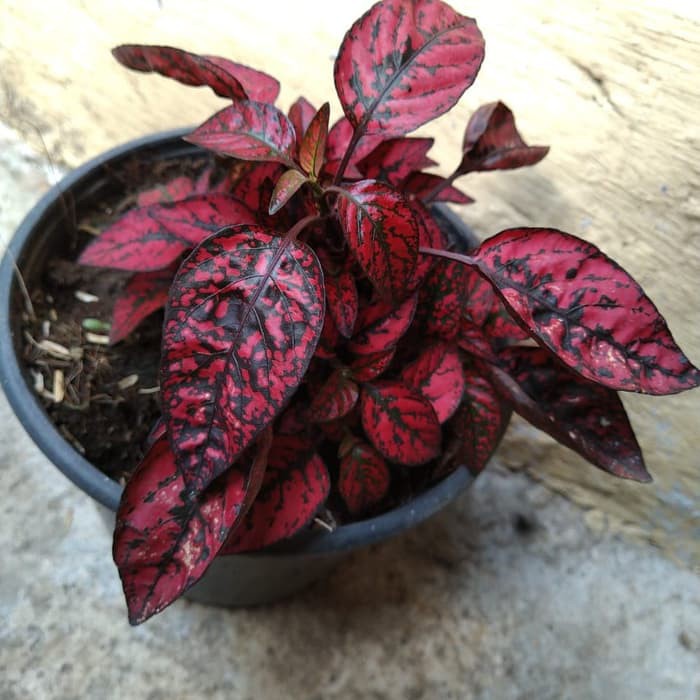 Tanaman Hias Daun Hypoestes Polkadot merah - Tanaman Indoor Polkadot Plant - Bibit Tanaman Daun Hidup Hipotes