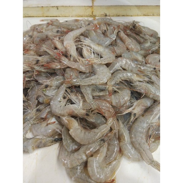 

Udang Peci / Udang Laut 1kg