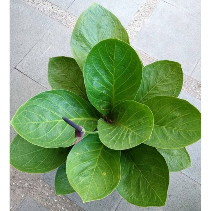 Bibit Anthurium Jemani Cobra Mangkok - Anthorium jemani