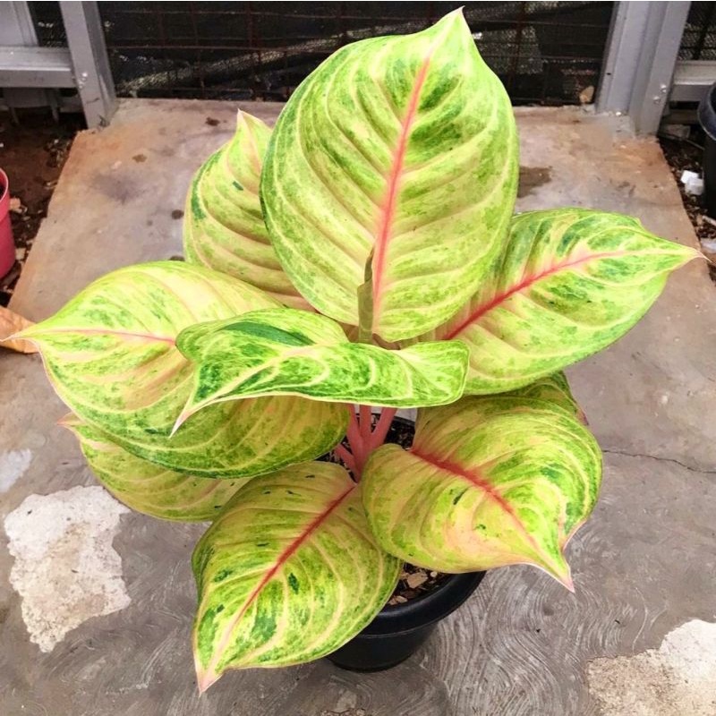 (Bisa COD) Aglaonema susan mutasi /Aglonema susan mutasi / Aglonema susan mutasi (Tanaman hias aglao