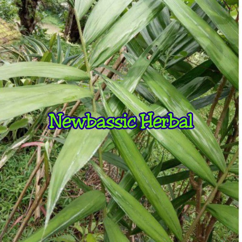 

daun salak fresh paket 1kg