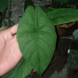ALOKASI MELO BADAK , ALOKASIA CHAII