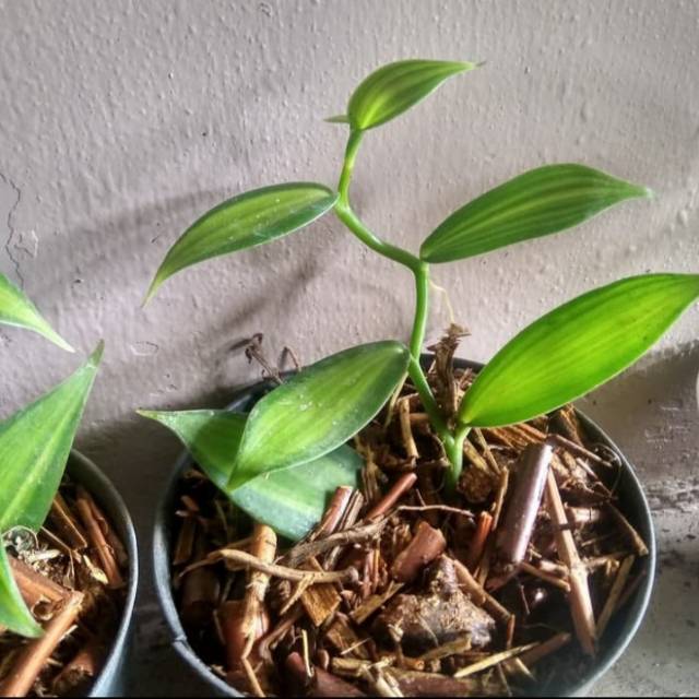 Vanilla planifolia varigata baby