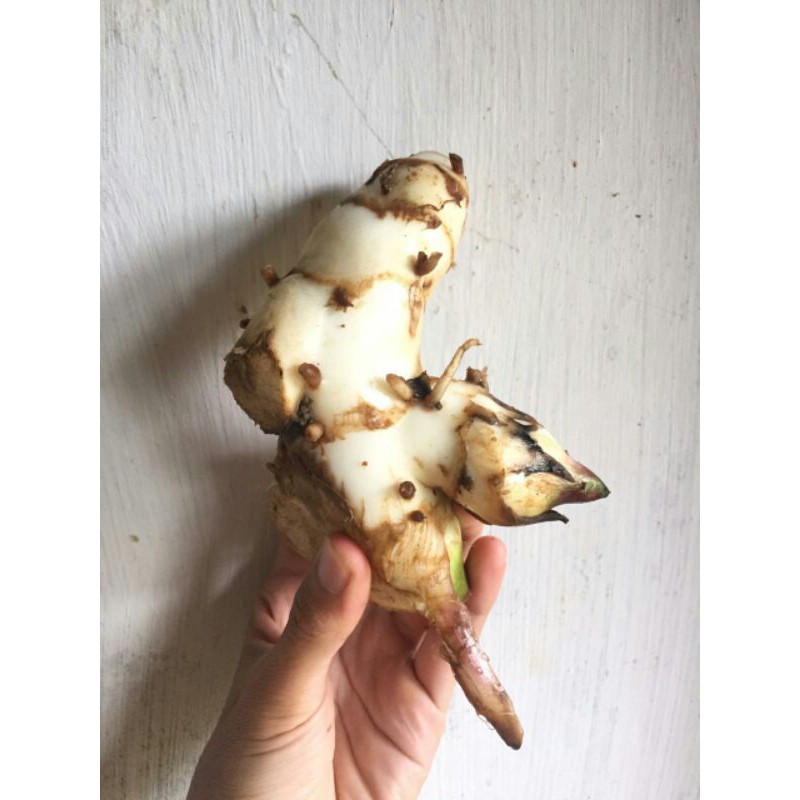 

Umbi Ganyong