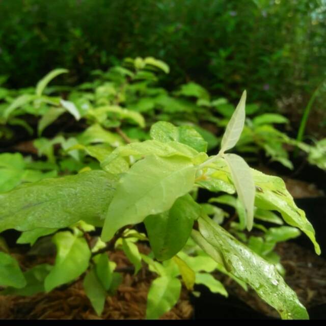 Bibit bonsai anting putri / tanaman hias bonsai anting putri