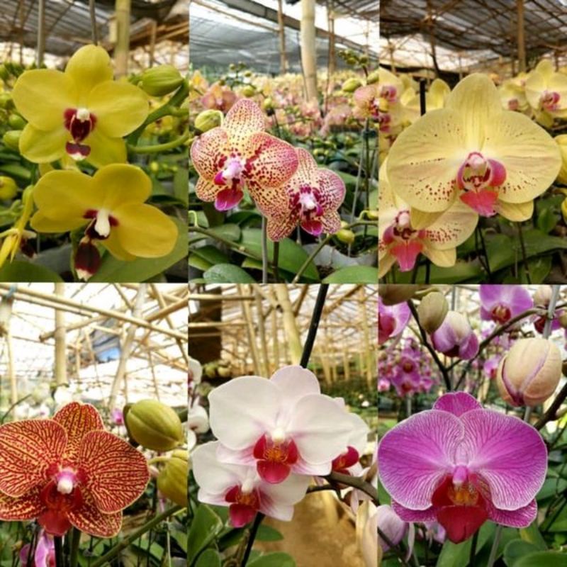 ANGGREK BULAN HYBRID TAIWAN
