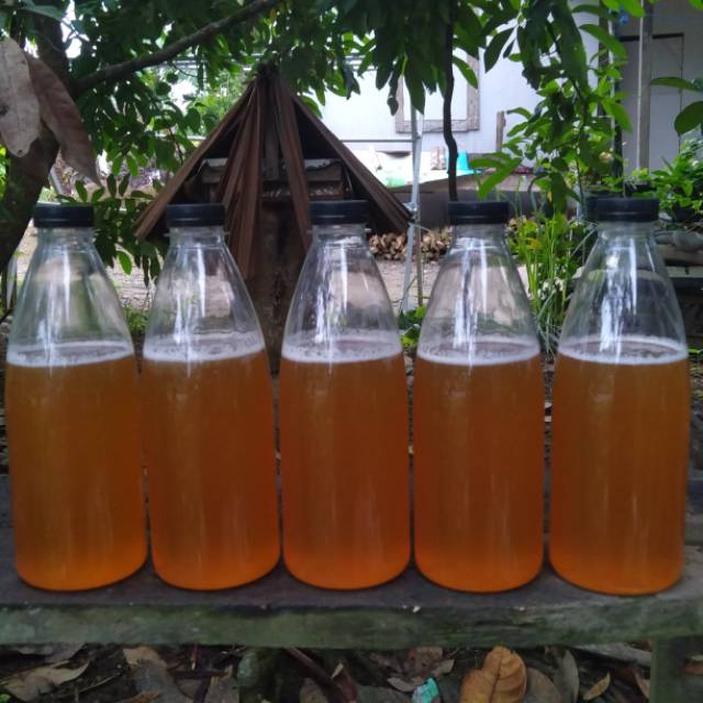 

Madu Kelulut / Klanceng / Trigona Itama