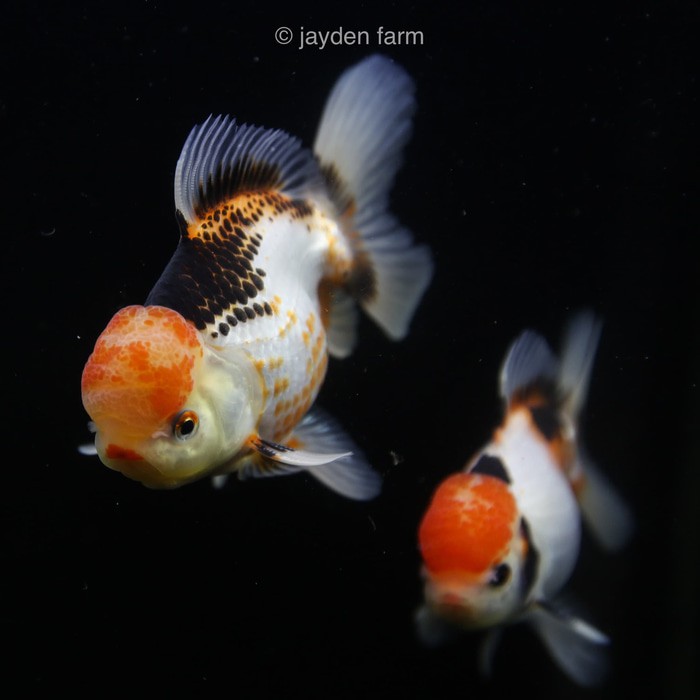 Ikan Mas Koki Oranda Panda, Tricolor & Black Gold | Shopee Indonesia