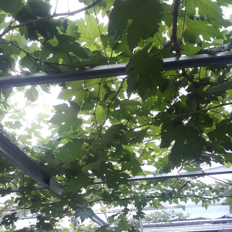 Entres anggur impor Ninel jaminan Valid dan murah