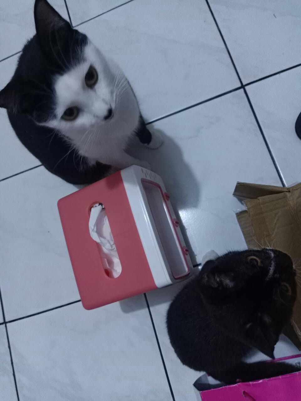 Tempat Tissue Tv Imut