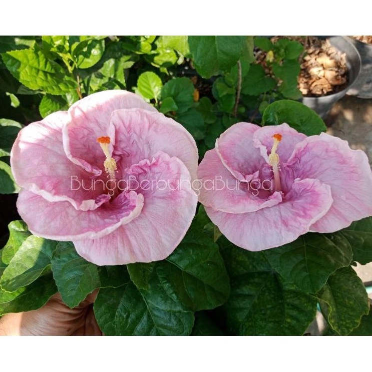 bibit bunga hibiscus kembang sepatu bangkok import warna cotton pink - tanaman hias