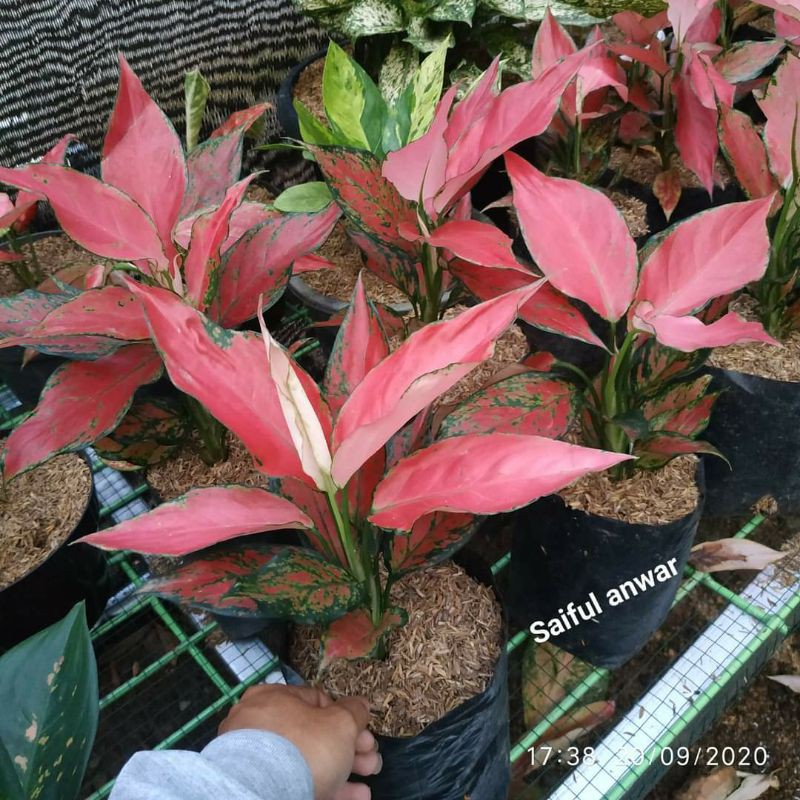 Aglaonema Ruby Garuda Daun 7-8