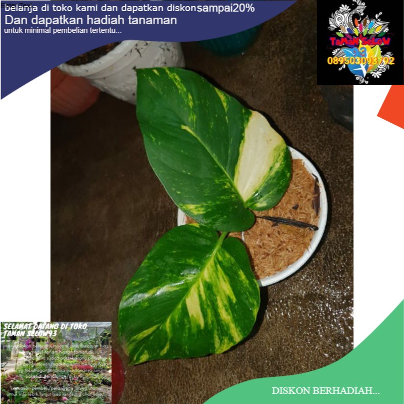 tanaman Srigading daun jumbo