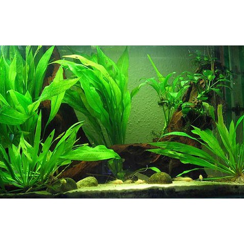 Background Aquarium Gambar 2 Muka Dua Latar Belakang Tinggi 30cm 30 cm