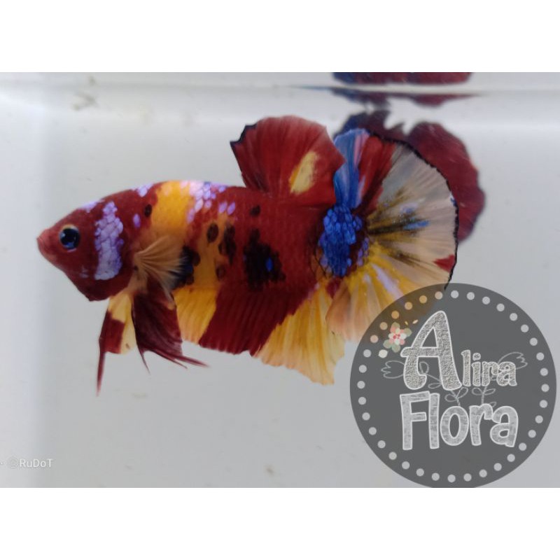 Cupang Nemo, Koi, Galaksi Anakan