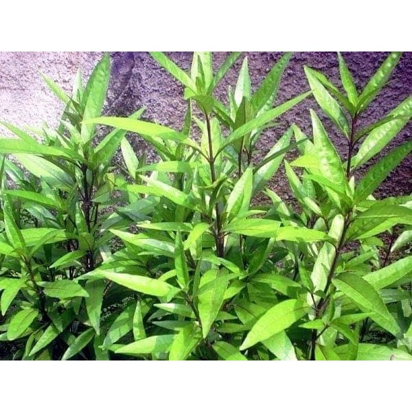 "Daun Gandarusa - Obat Tulang Patah"