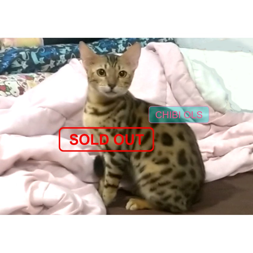 Kucing Bengal Anak Betina, Cat Child Female, T1