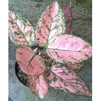 AGLONEMA LADY VALENTINE JUMBO DAUN RIMBUN
